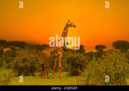 Girafes et coucher de soleil à Tsavo East et au parc national de Tsavo West au Kenya Banque D'Images