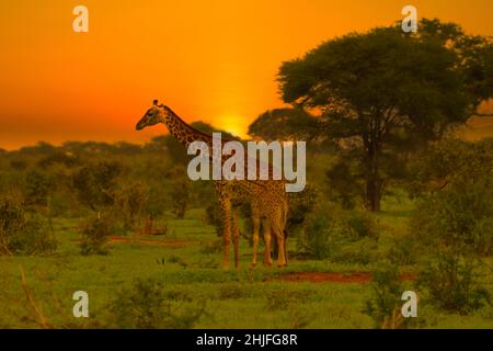 Girafes et coucher de soleil à Tsavo East et au parc national de Tsavo West au Kenya Banque D'Images