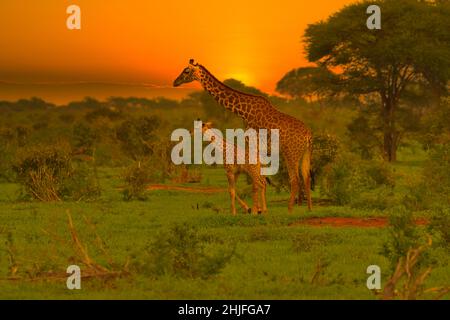 Girafes et coucher de soleil à Tsavo East et au parc national de Tsavo West au Kenya Banque D'Images