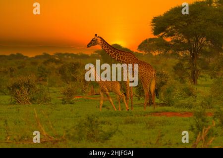 Girafes et coucher de soleil à Tsavo East et au parc national de Tsavo West au Kenya Banque D'Images