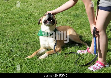 Un mélange de Pitbull est relevé par un enfant. Le chien repose sur l'herbe et est heureux. L'enfant tient la laisse et l'appuie sur la tête. Banque D'Images