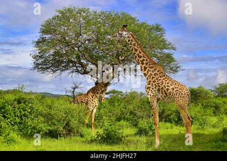 Girafes dans le parc national de Tsavo-est et de Tsavo-Ouest au Kenya Banque D'Images