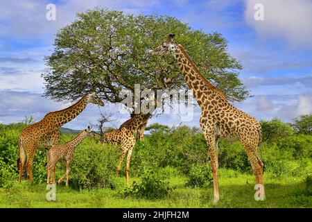 Girafes dans le parc national de Tsavo-est et de Tsavo-Ouest au Kenya Banque D'Images