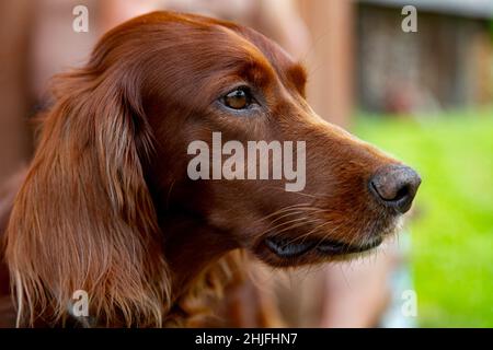Setter irlandais Portrait de chien à cheveux rouge. Banque D'Images