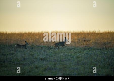 Le cerf de Virginie sauvage (Capranolus capranolus) traverse les prairies en fin d'après-midi avec un coucher de soleil Banque D'Images