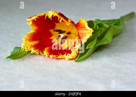 Une tulipe à franges jaune et rouge posée sur une nappe blanche. Banque D'Images