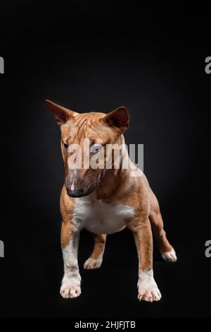 Portrait du chien mignon de chiot femelle de race miniature de taureau terrier de couleur rouge debout isolé sur fond noir.Vue avant Banque D'Images