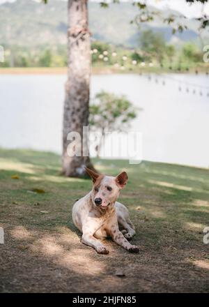 Chien domestique à pois errants reposant sur la prairie Banque D'Images