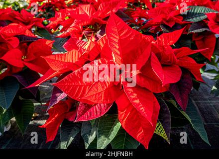 Poinsettia ou étoile de Noël (Euphorbia pulcherrima) Banque D'Images