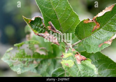 Feuilles de pomme endommagées par Choreutis pariana Skeletonizer de feuilles de pomme.Les larves (chenilles) se nourrissent d'arbres fruitiers : pomme, poire et cerise dans les vergers Banque D'Images