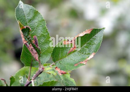 Feuilles de pomme endommagées par Choreutis pariana Skeletonizer de feuilles de pomme.Les larves (chenilles) se nourrissent d'arbres fruitiers : pomme, poire et cerise dans les vergers Banque D'Images