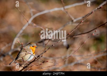 robin perching sur une succursale.Vol en Europe.Erithacus rubecula.Rouge-gorge. Banque D'Images