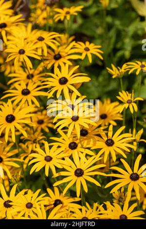 Gros plan de Susan - Rudbeckia fulgida var. Deamii| - la fleur de conéfleur du DEAM fleurit en septembre dans un jardin au Royaume-Uni Banque D'Images