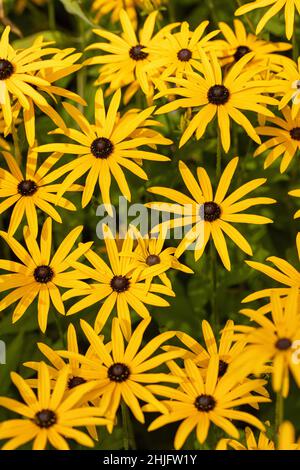 Gros plan de Susan - Rudbeckia fulgida var. Deamii| - la fleur de conéfleur du DEAM fleurit en septembre dans un jardin au Royaume-Uni Banque D'Images