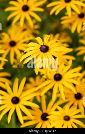 Gros plan de Susan - Rudbeckia fulgida var. Deamii| - la fleur de conéfleur du DEAM fleurit en septembre dans un jardin au Royaume-Uni Banque D'Images