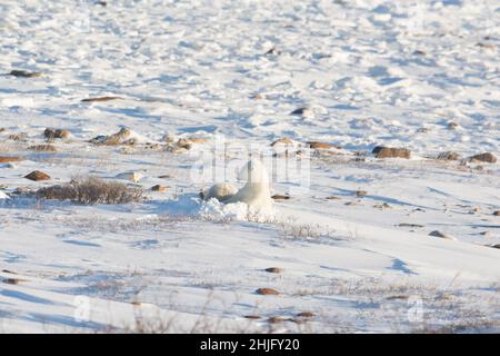 L'ours polaire féminin s'est enfoncé et a allaiter un cub le long de la rive de la baie d'Hudson, près de Churchill, au Manitoba Banque D'Images