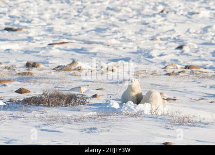 L'ours polaire féminin s'est enfoncé et a allaiter un cub le long de la rive de la baie d'Hudson, près de Churchill, au Manitoba Banque D'Images