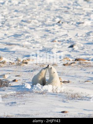 L'ours polaire féminin s'est enfoncé et a allaiter un cub le long de la rive de la baie d'Hudson, près de Churchill, au Manitoba Banque D'Images