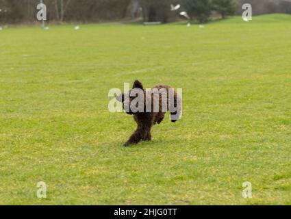 chien de chien de chien de chiot de couleur chocolat jouant dans le parc au milieu de l'herbe verte et du soleil de printemps Banque D'Images