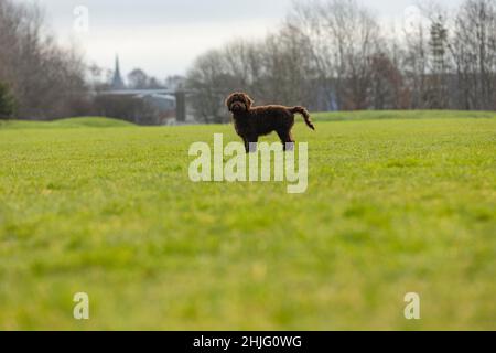 chien de chien de chien de chiot de couleur chocolat jouant dans le parc au milieu de l'herbe verte et du soleil de printemps Banque D'Images