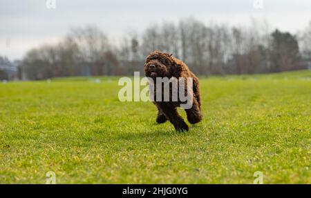 chien de chien de chien de chiot de couleur chocolat jouant dans le parc au milieu de l'herbe verte et du soleil de printemps Banque D'Images