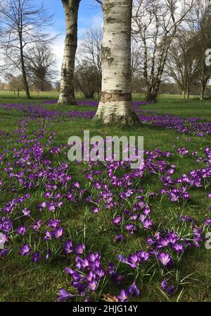 fleurs de crocus pourpres poussant à la base d'un bouleau argenté Banque D'Images