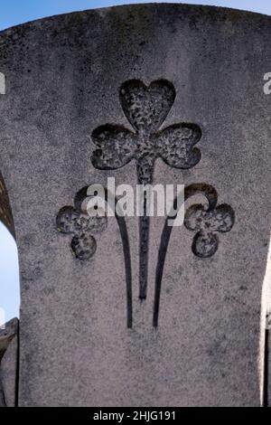 Trèfle à trois feuilles, cimetière Consell, Majorque, Iles Baléares, Espagne Banque D'Images