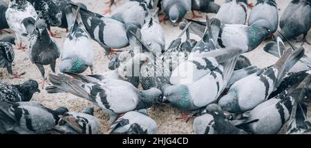 Troupeau de pigeons mangeant du pain dans la rue.Groupe de foule de colombes.Vue du sol animal Banque D'Images