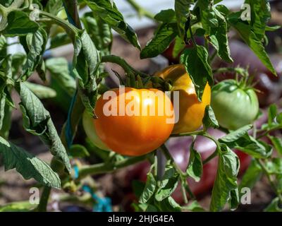 les tomates mûrissent dans le lit, en été Banque D'Images