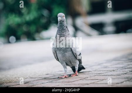 Pigeon mangeant du pain dans la rue.Magnifique colombe.Vue du sol animal Banque D'Images