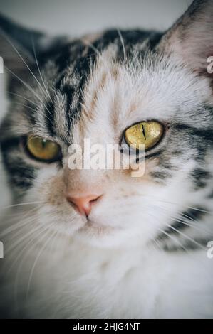 Portrait du chat rayé avec de beaux yeux ambrés.Photographie macro Banque D'Images