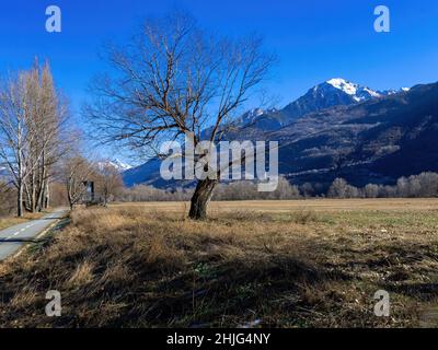 arbres avec ciel bleu en arrière-plan Banque D'Images