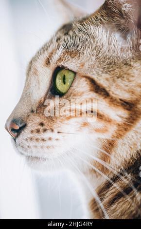 Portrait du chat rayé avec de beaux yeux verts.Photographie macro Banque D'Images