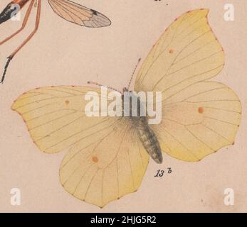 Schmetterling, papillio, papillon, œuvres d'art, F. A. Brockhaus,Gravure, chromolithographie, antique, encyclopédie, Brockhaus,Scarabées, illustration, 19th Century, Entomologie, Konversations,Lexikon, Auflage, Leipzig, conversations, Brockhaus Enzyklopädie,Colored, édition 14th, 1894, Anstalt, Georg.-artiste, latin, allemand, anglais, nom, Fine,calligraphie, image, exquis, dessiné, vif,Frais, couleurs, art, graphique, vibrant,clarté, qualité, science, botanique, détail,décor, papillons, papillionibus, : Banque D'Images