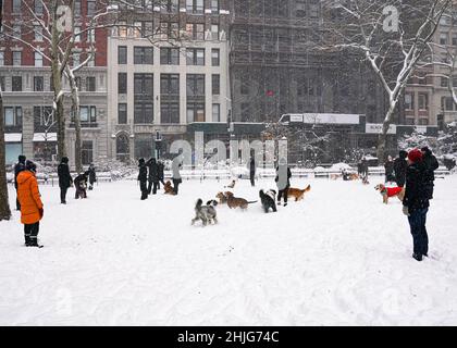 Chiens en train de courir, profitant de la neige dans Madison Square Park, New York, pendant un blizzard d'hiver, classé comme un cyclone de bombe, 29 janvier 2022 Banque D'Images