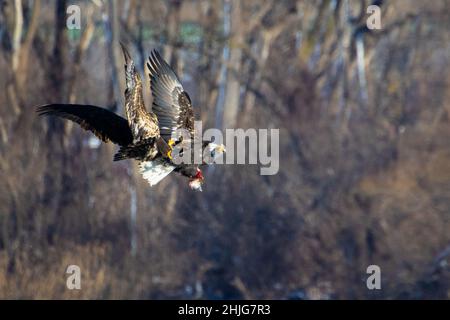 Gros plan d'un aigle dans le lac Onondaga, Syracuse, NY Banque D'Images