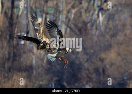 Gros plan d'un aigle dans le lac Onondaga, Syracuse, NY Banque D'Images