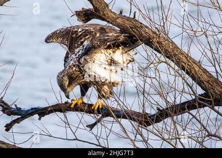 Gros plan d'un aigle dans le lac Onondaga, Syracuse, NY Banque D'Images