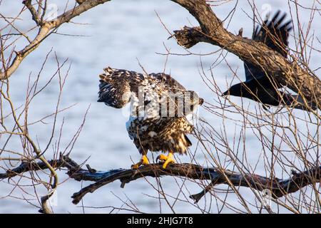 Gros plan d'un aigle dans le lac Onondaga, Syracuse, NY Banque D'Images