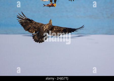 Gros plan d'un aigle dans le lac Onondaga, Syracuse, NY Banque D'Images