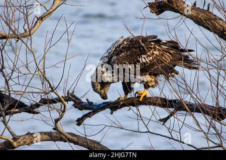 Gros plan d'un aigle dans le lac Onondaga, Syracuse, NY Banque D'Images