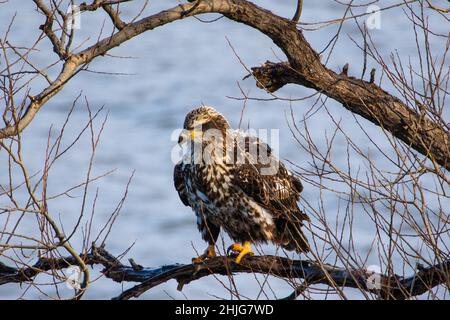 Gros plan d'un aigle dans le lac Onondaga, Syracuse, NY Banque D'Images