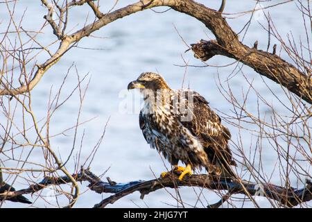 Gros plan d'un aigle dans le lac Onondaga, Syracuse, NY Banque D'Images