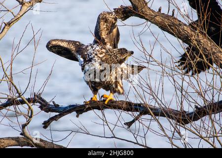 Gros plan d'un aigle dans le lac Onondaga, Syracuse, NY Banque D'Images