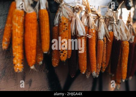 Épis de maïs orange suspendus sur une corde.Légumes naturels séchés Banque D'Images