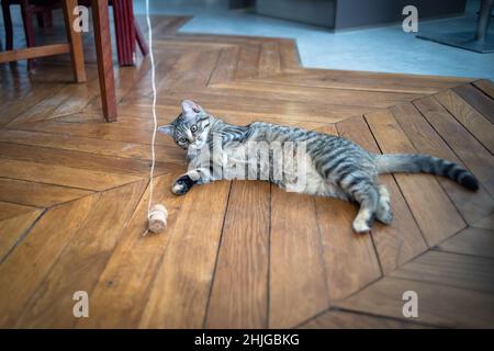 Tabby chaton jouant avec un liège de champagne sur un plancher de bois Banque D'Images