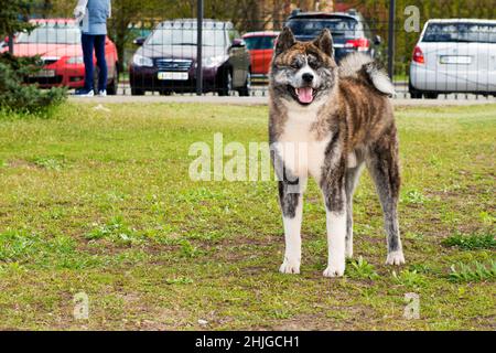 American Akita est.L'Akita américaine est dans le parc sur l'herbe verte. Banque D'Images