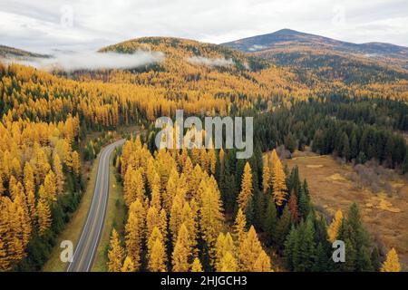 Vue aérienne sur la route de la rivière Yaak et le mélèze de l'ouest dans la couleur d'automne. Vallée de Yaak, nord-ouest du Montana. (Photo de Randy Beacham) Banque D'Images