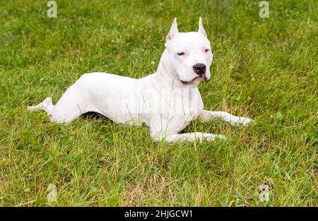 American Staffordshire Terrier se trouve.L'American Staffordshire Terrier est sur l'herbe. Banque D'Images