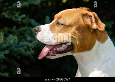 Portrait de l'American Staffordshire Terrier.L'American Staffordshire Terrier se trouve dans le parc de la ville. Banque D'Images